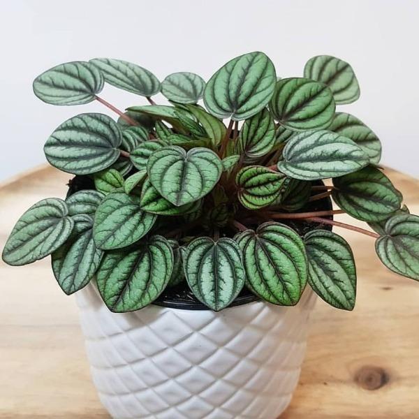 Peperomia 'piccolo Banda' - View 22 from www redcrocus com