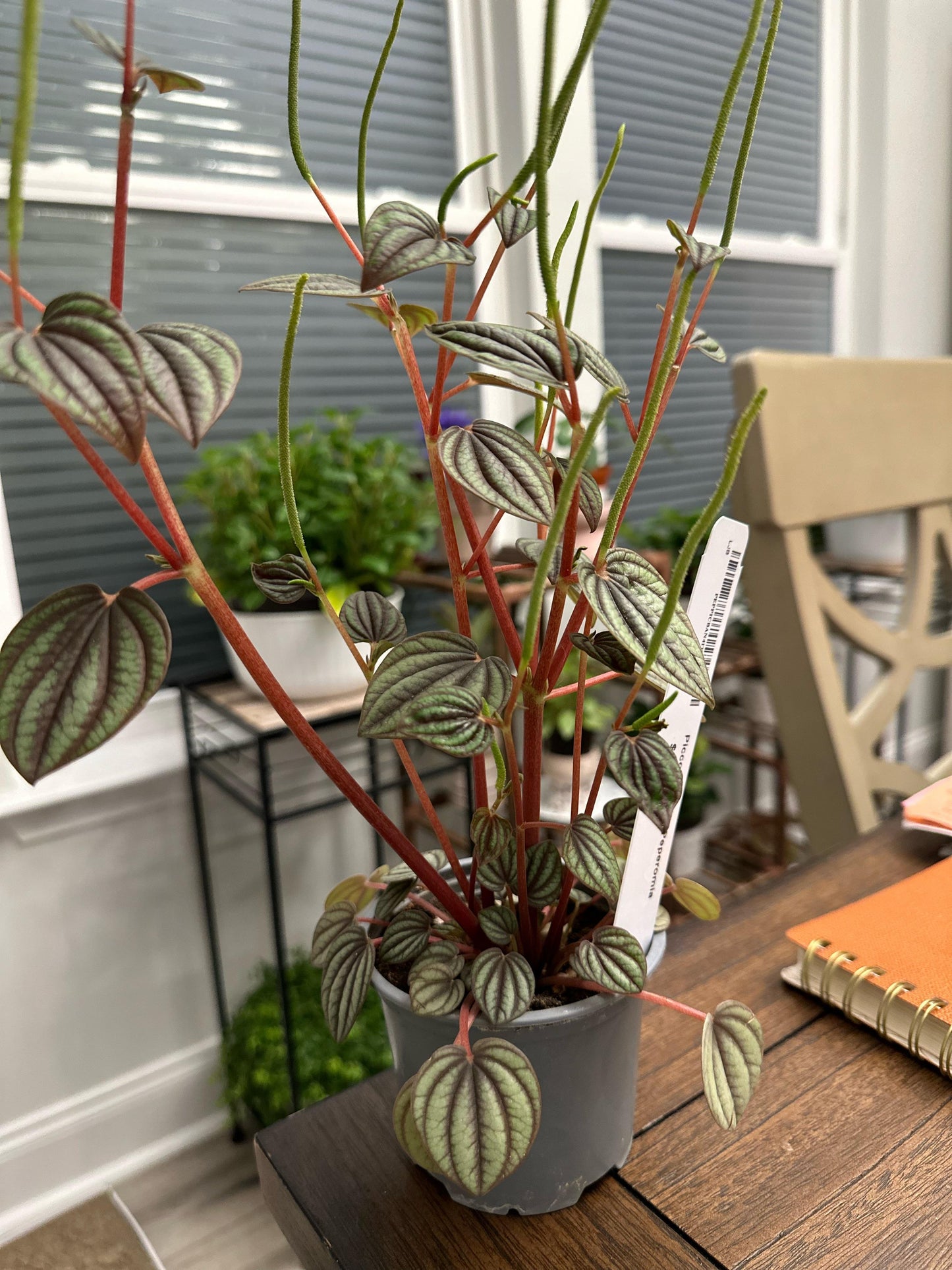 Peperomia 'piccolo Banda' - View 24 from www redcrocus com
