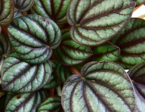 Peperomia 'piccolo Banda' - View 26 from www redcrocus com