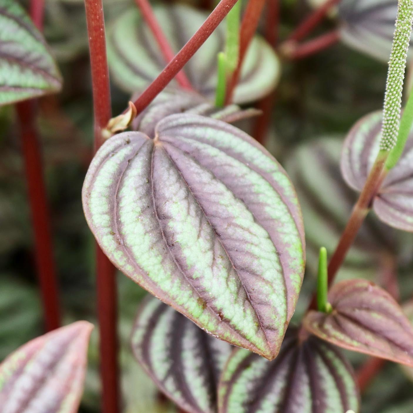 Peperomia 'piccolo Banda' - View 27 from www redcrocus com