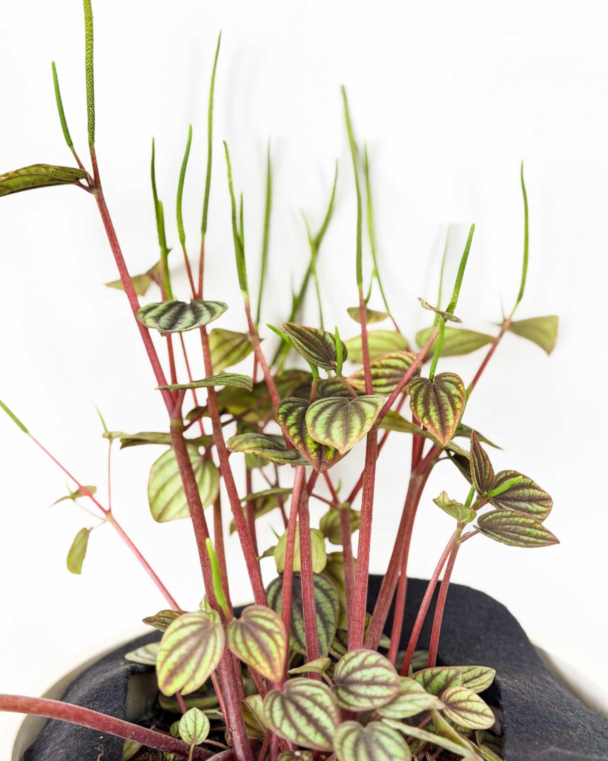 Peperomia 'piccolo Banda' - View 28 from www redcrocus com