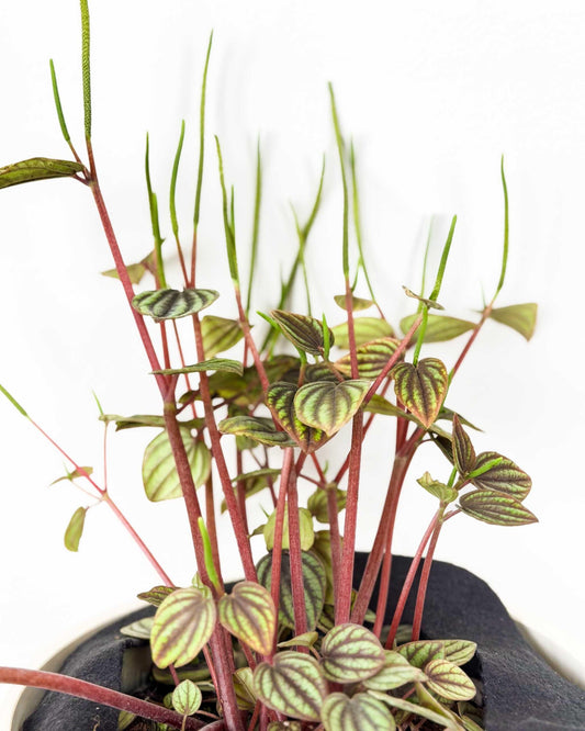 Peperomia 'piccolo Banda' - View 28 from www redcrocus com