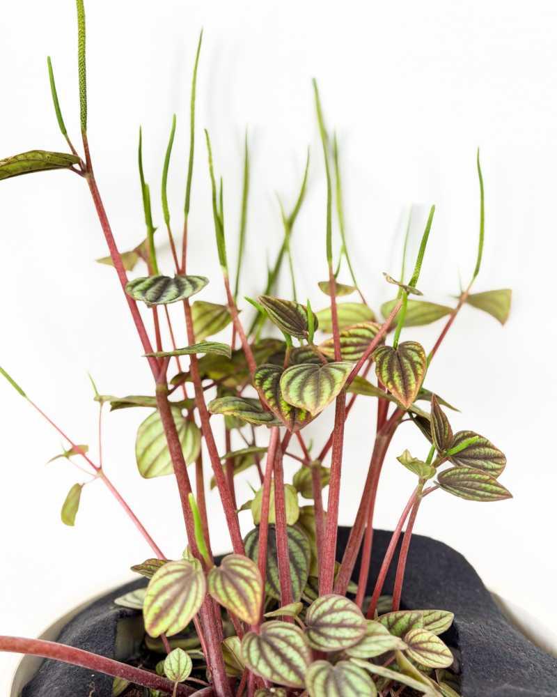 Peperomia 'piccolo Banda' - View 29 from www redcrocus com
