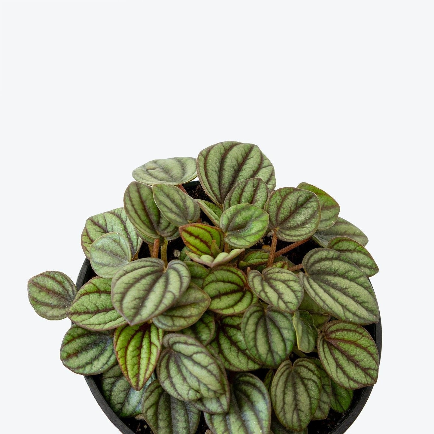 Peperomia 'piccolo Banda' - View 30 from www redcrocus com