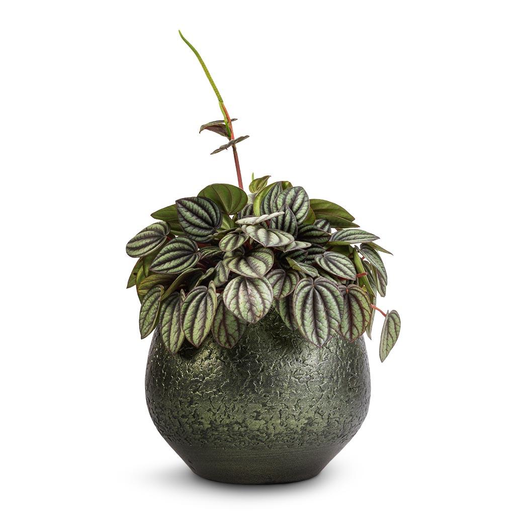 Peperomia 'piccolo Banda' - View 31 from www redcrocus com