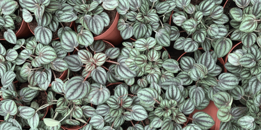 Peperomia 'piccolo Banda' - View 32 from www redcrocus com