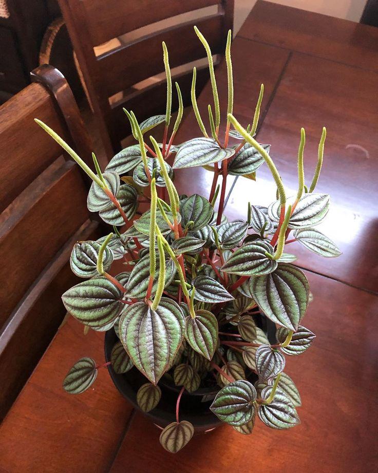 Peperomia 'piccolo Banda' - View 33 from www redcrocus com