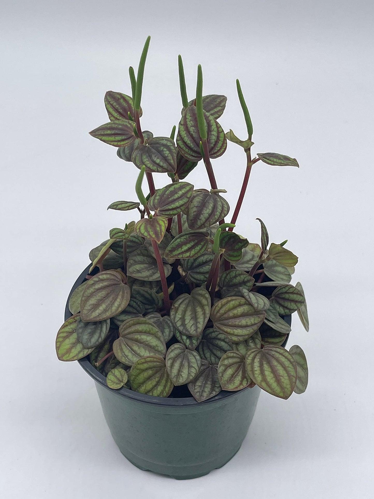 Peperomia 'piccolo Banda' - View 34 from www redcrocus com
