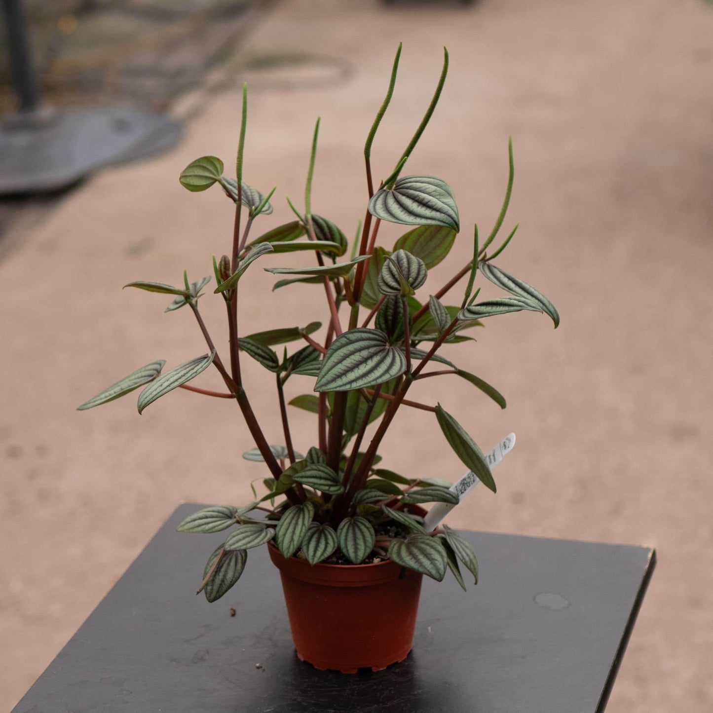 Peperomia 'piccolo Banda' - View 3 from www redcrocus com