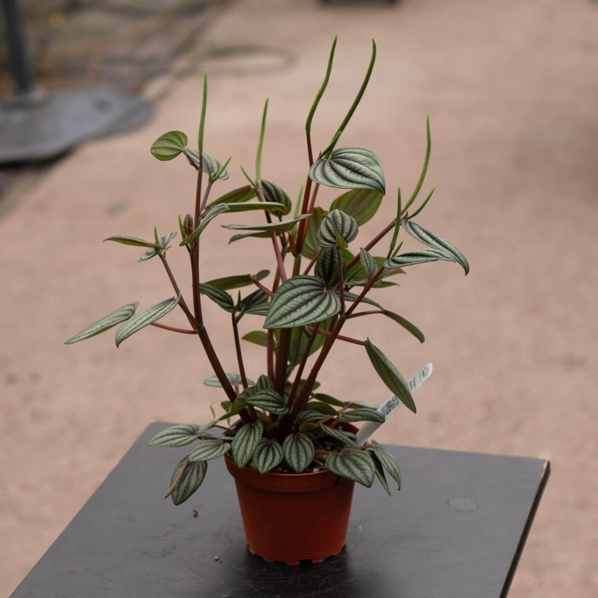 Peperomia 'piccolo Banda' - View 3 from www redcrocus com