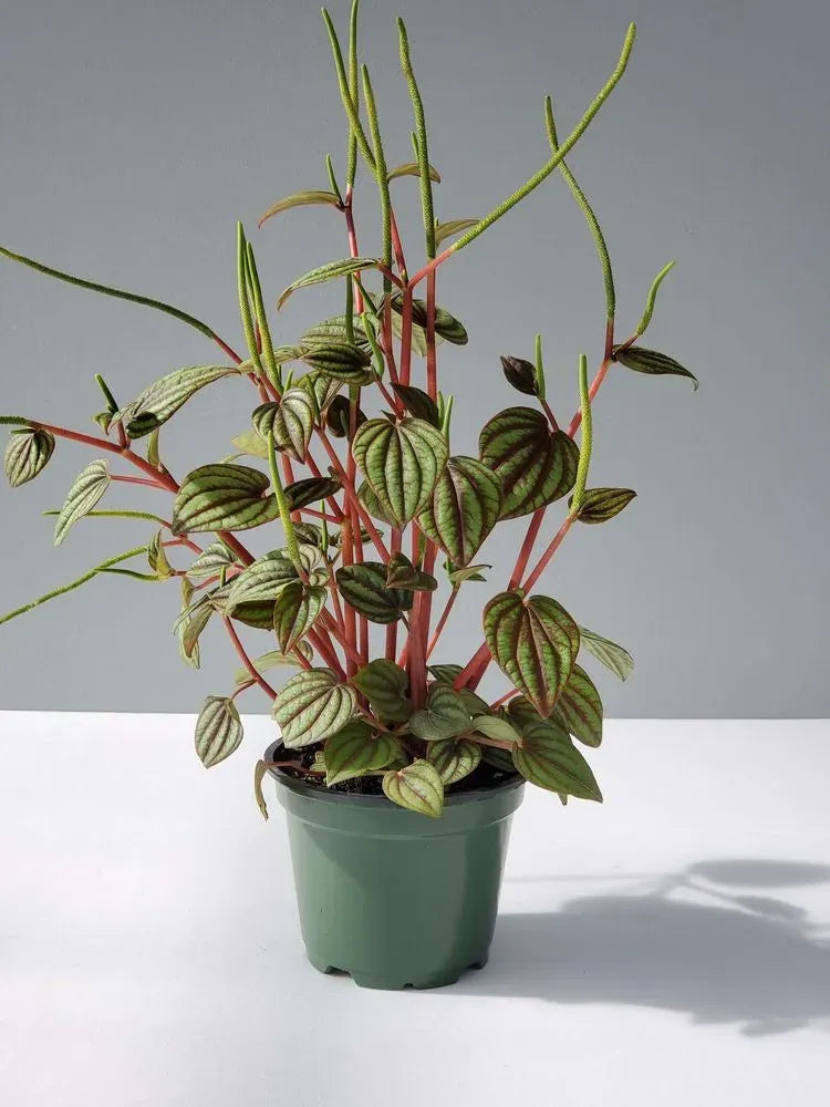 Peperomia 'piccolo Banda' - View 4 from www redcrocus com