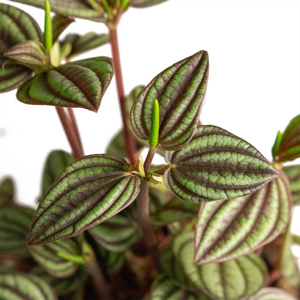 Peperomia 'piccolo Banda' - View 5 from www redcrocus com