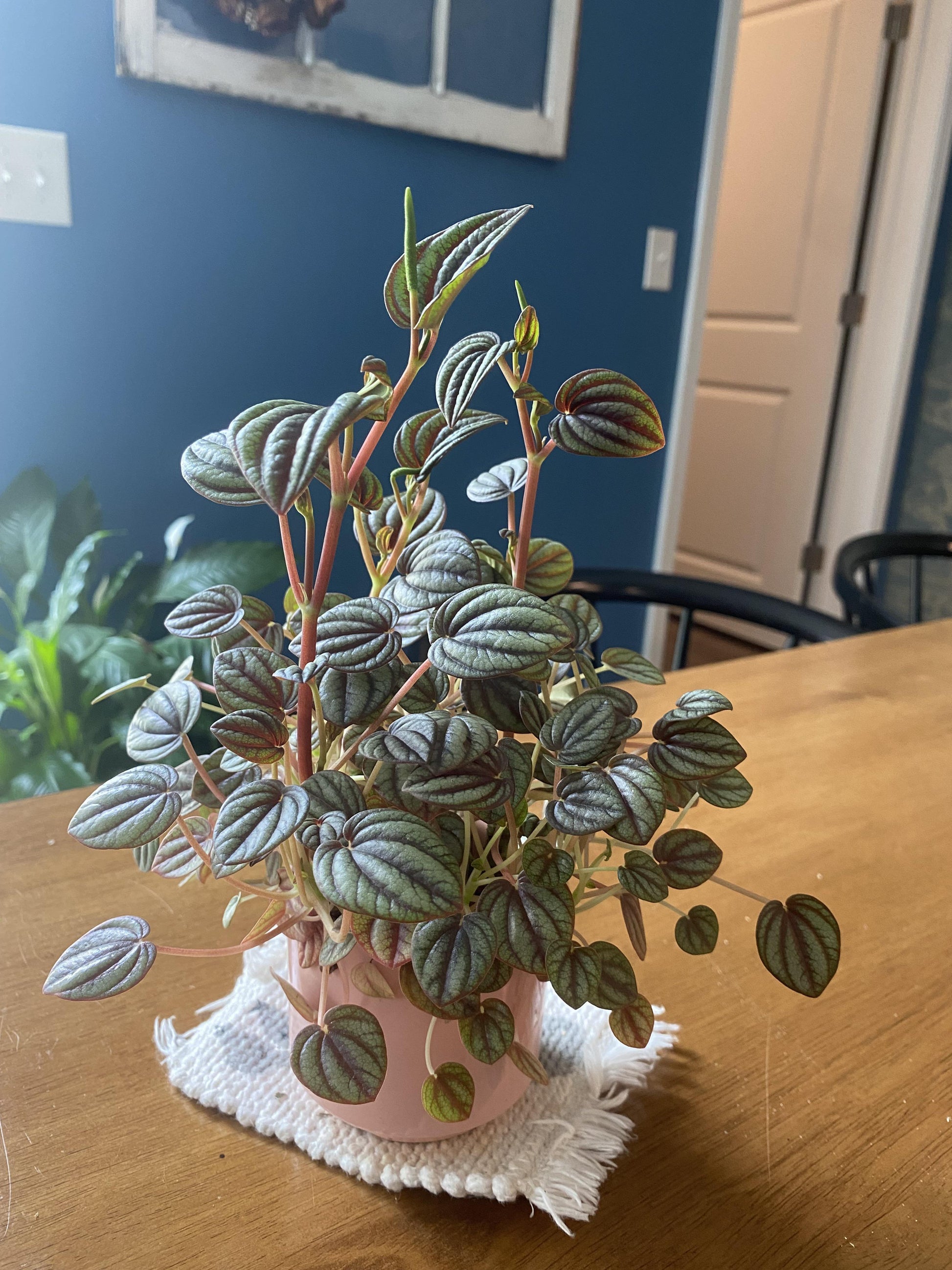 Peperomia 'piccolo Banda' - View 7 from www redcrocus com
