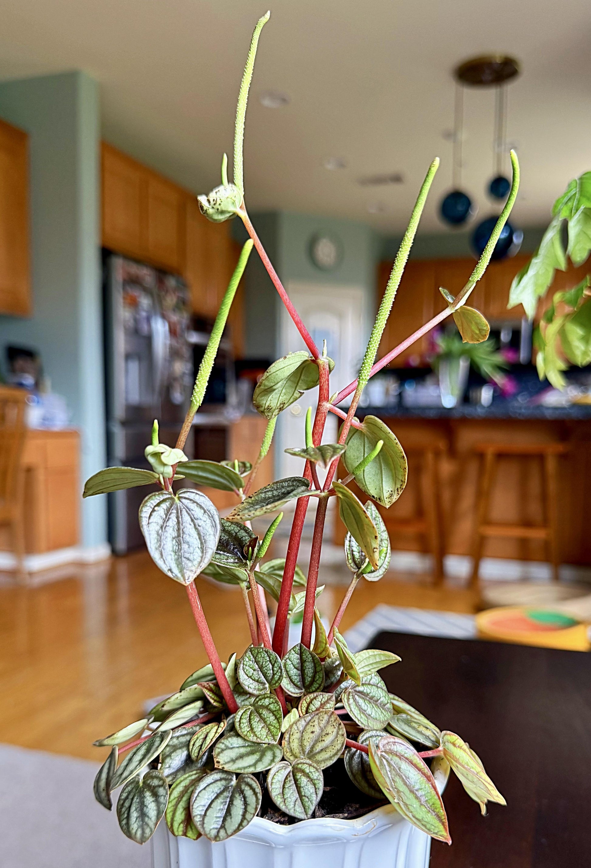 Peperomia 'piccolo Banda' - View 8 from www redcrocus com