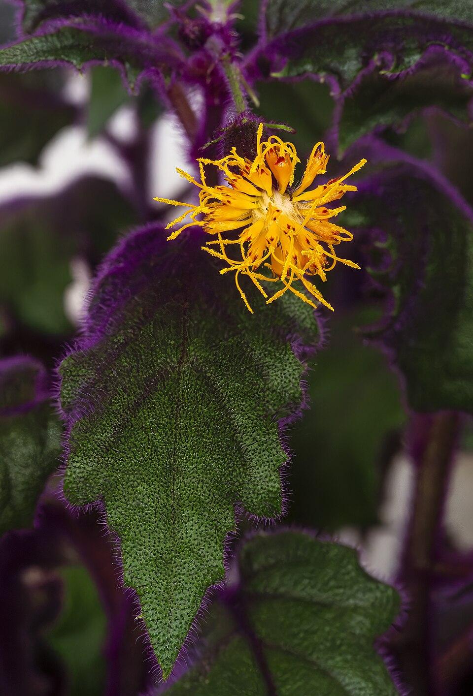 Gynura Aurantiaca - View 1 from www redcrocus com