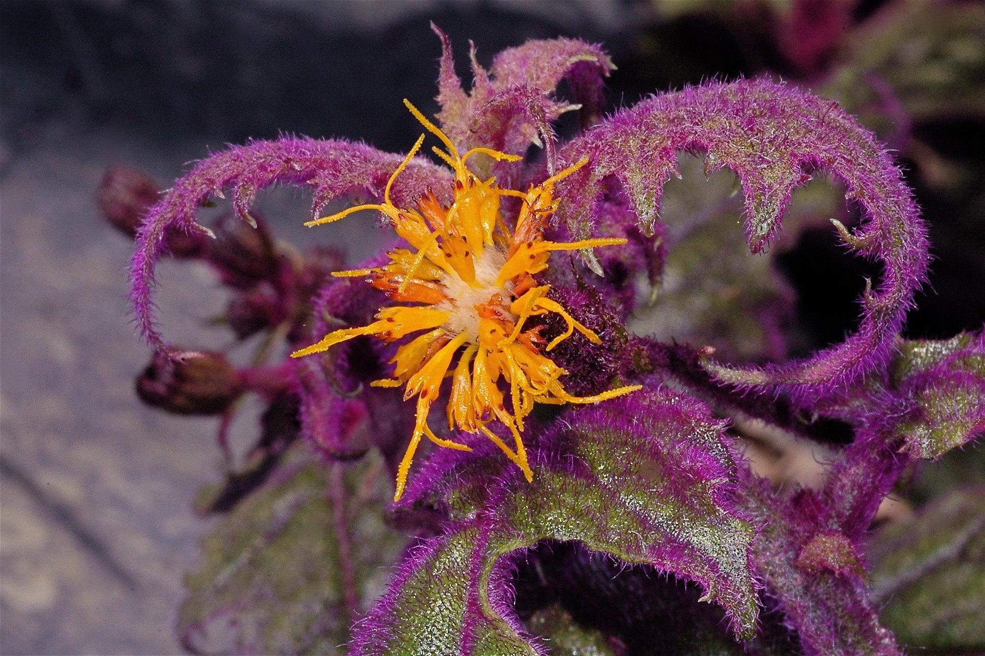 Gynura Aurantiaca - View 28 from www redcrocus com