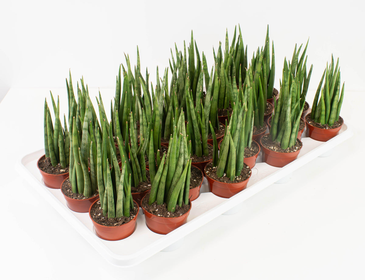 Sansevieria 'torch' - View 10 from www redcrocus com