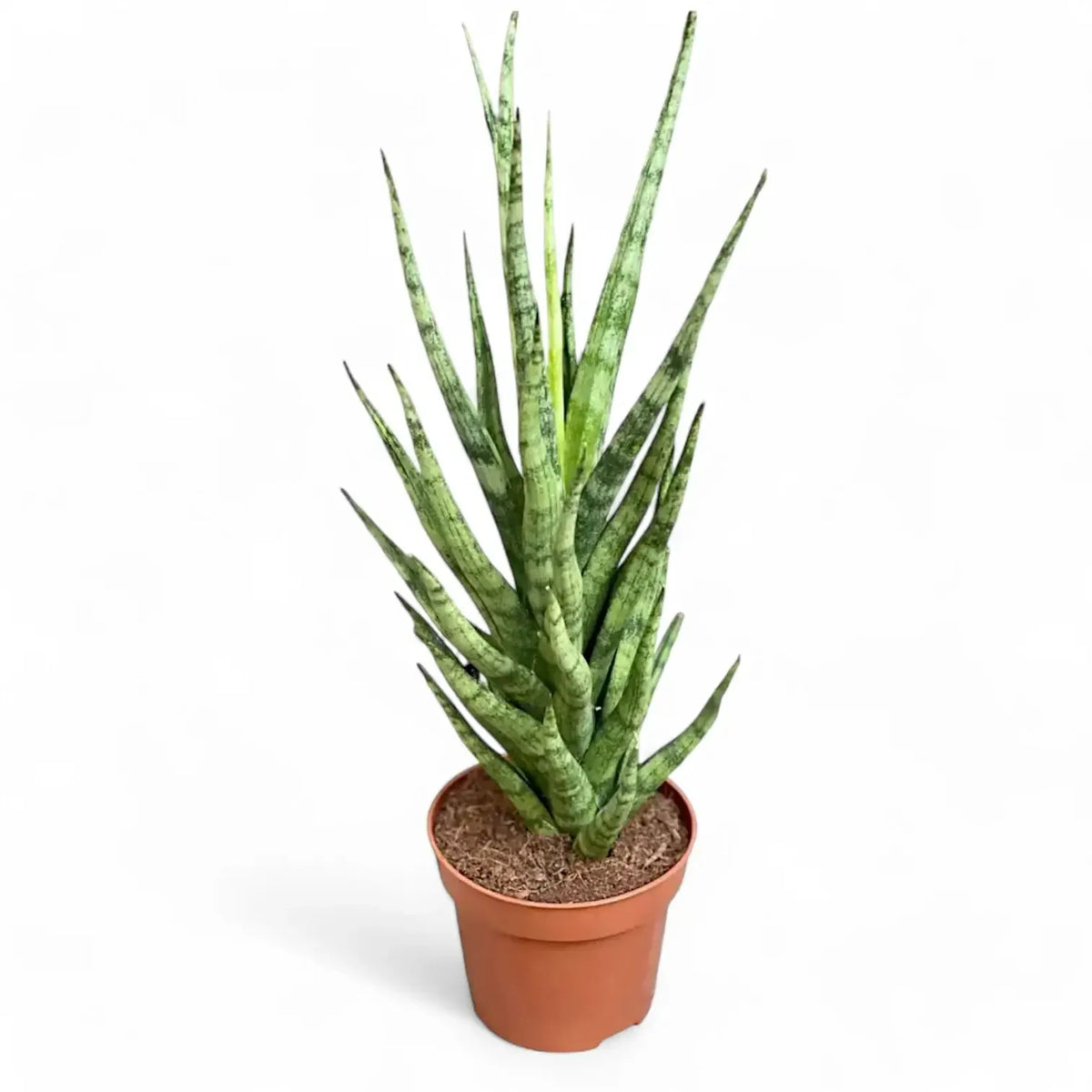 Sansevieria 'torch' - View 13 from www redcrocus com