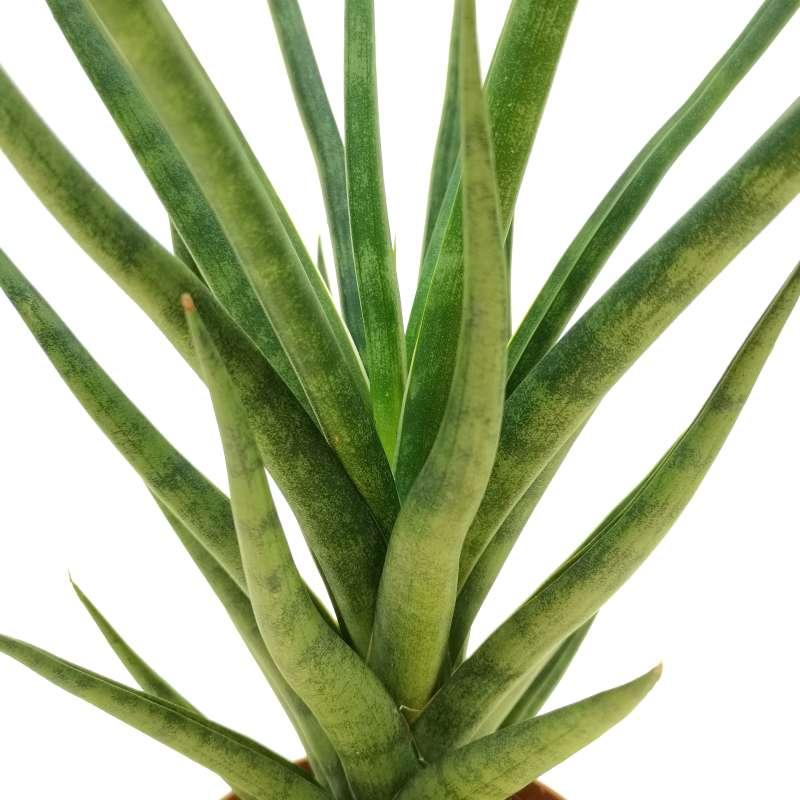 Sansevieria 'torch' - View 15 from www redcrocus com