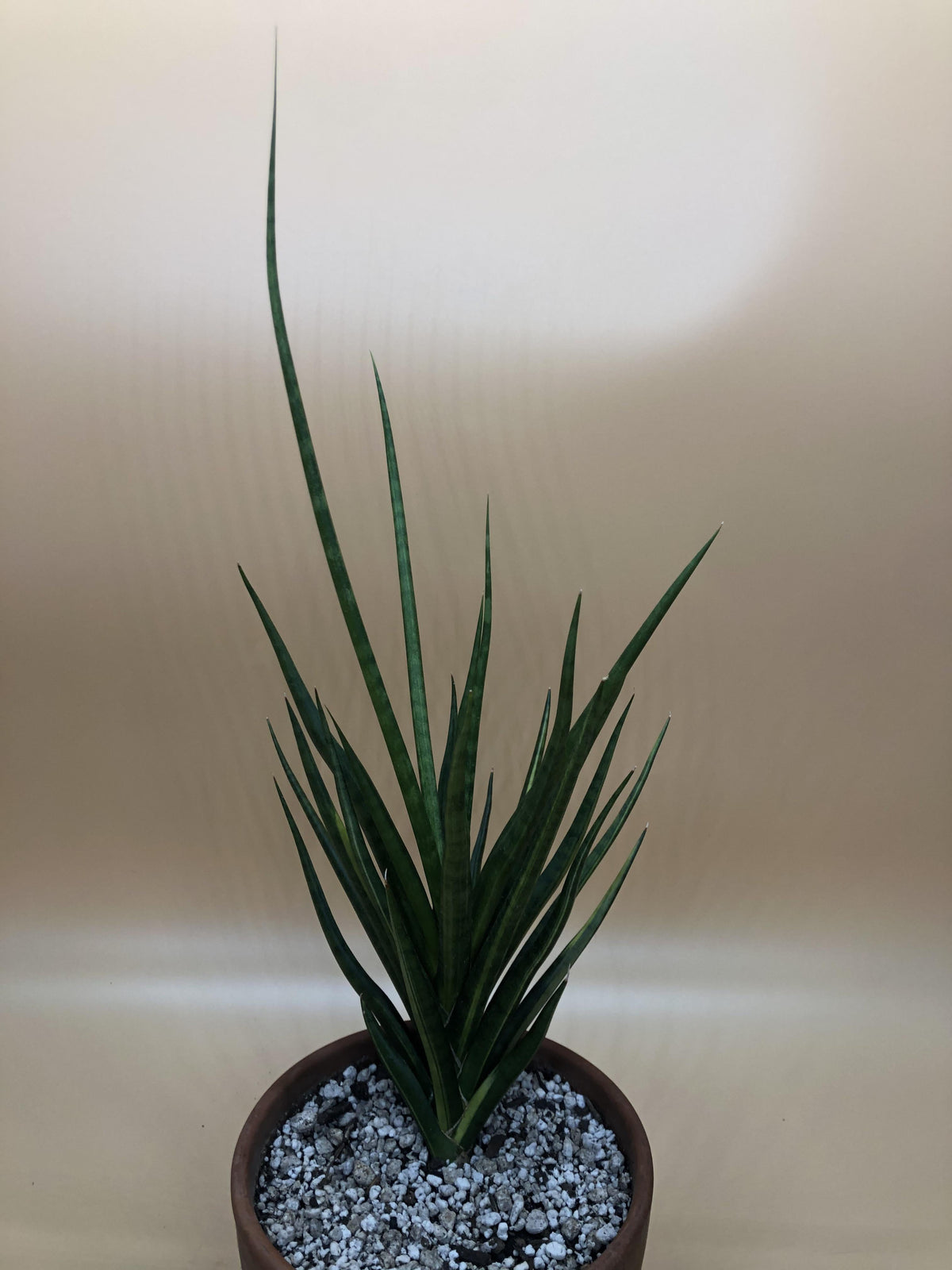 Sansevieria 'torch' - View 16 from www redcrocus com