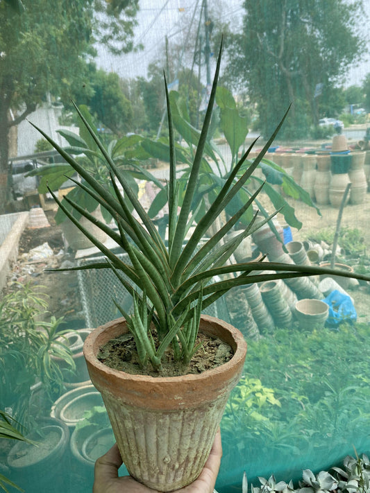 Sansevieria 'torch' - View 18 from www redcrocus com