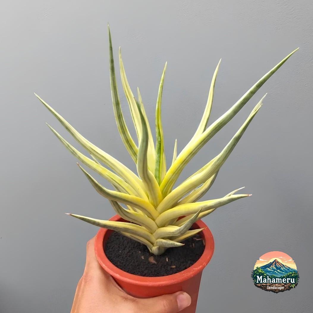 Sansevieria 'torch' - View 19 from www redcrocus com