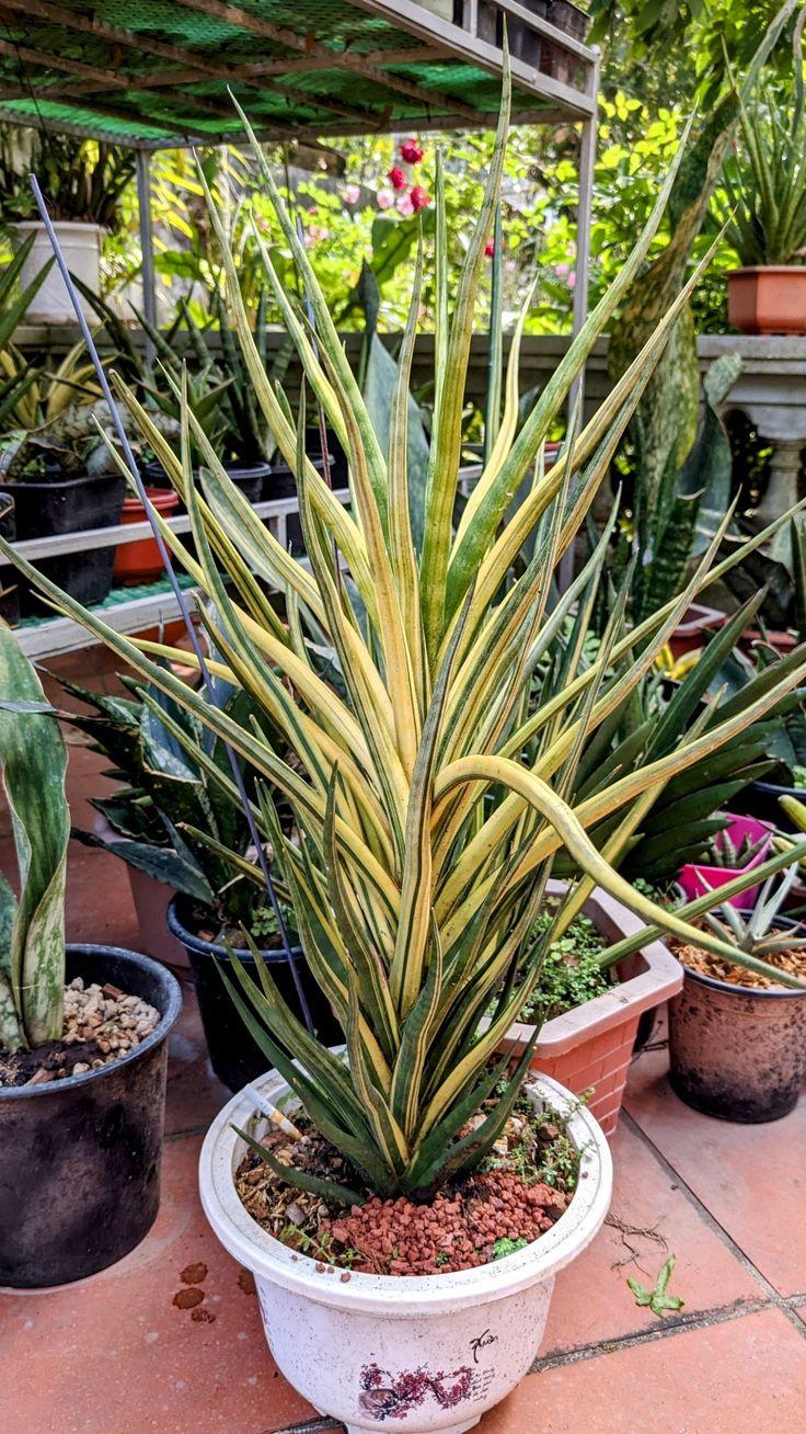 Sansevieria 'torch' - View 2 from www redcrocus com