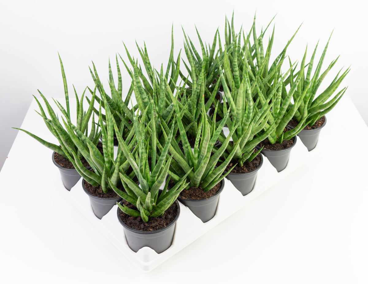 Sansevieria 'torch' - View 5 from www redcrocus com