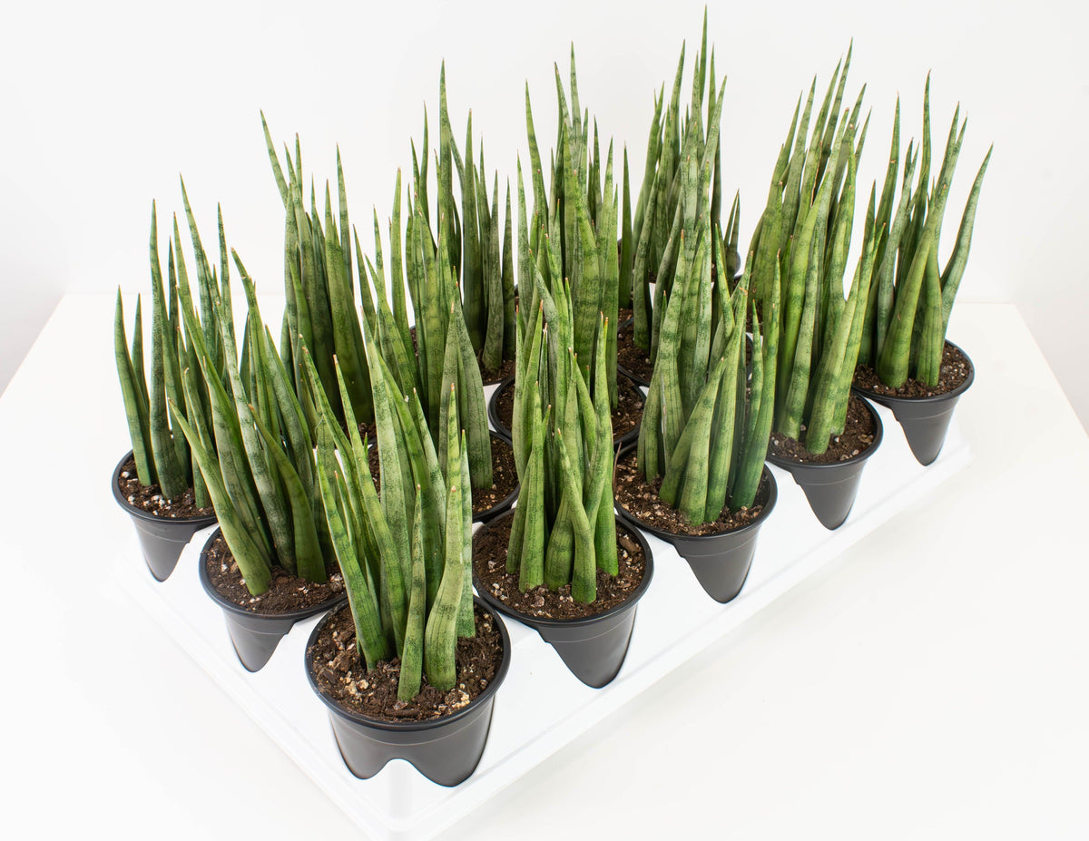 Sansevieria 'torch' - View 9 from www redcrocus com