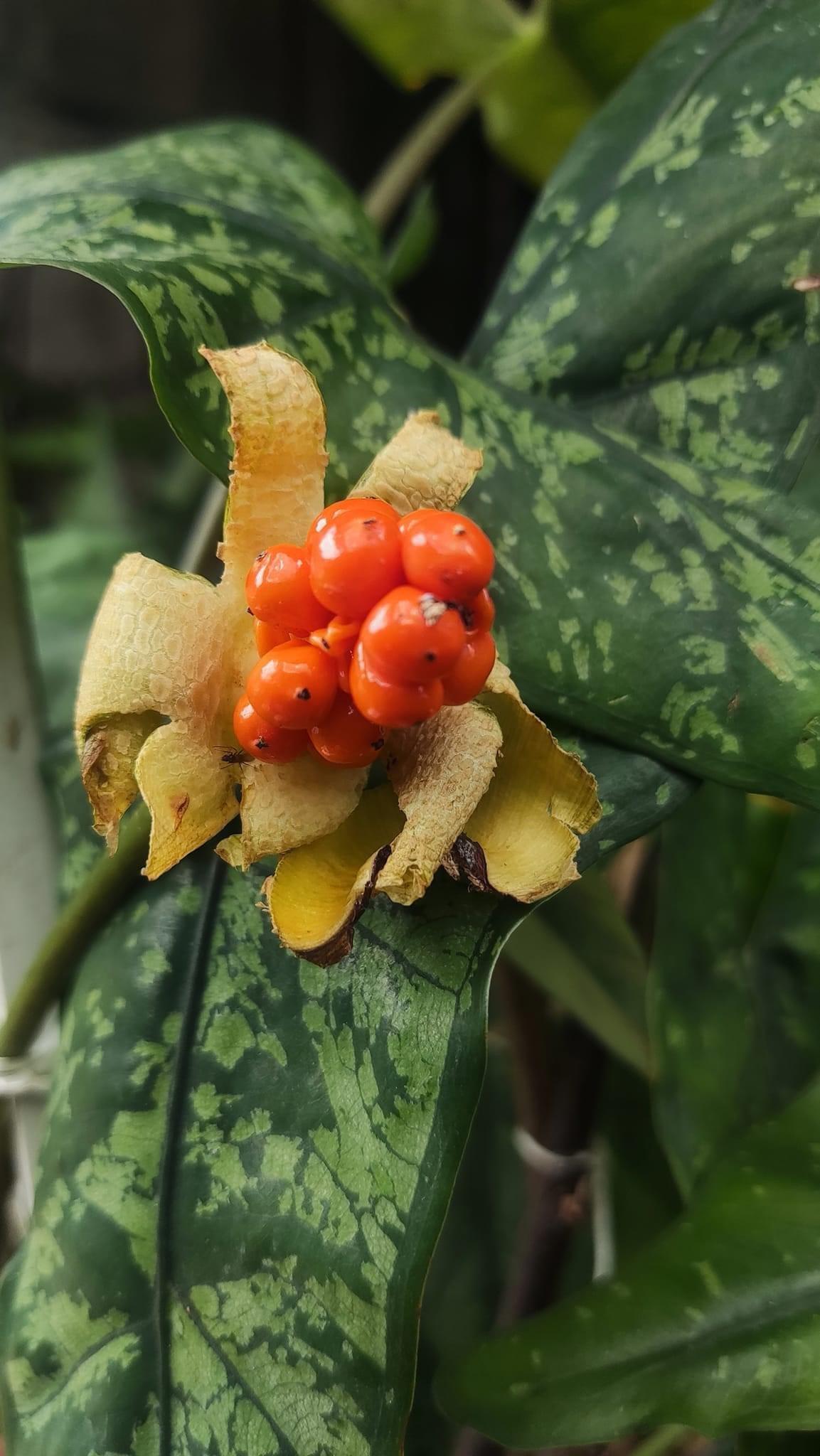 Alocasia 'shattered Glass' - View 14 from www redcrocus com