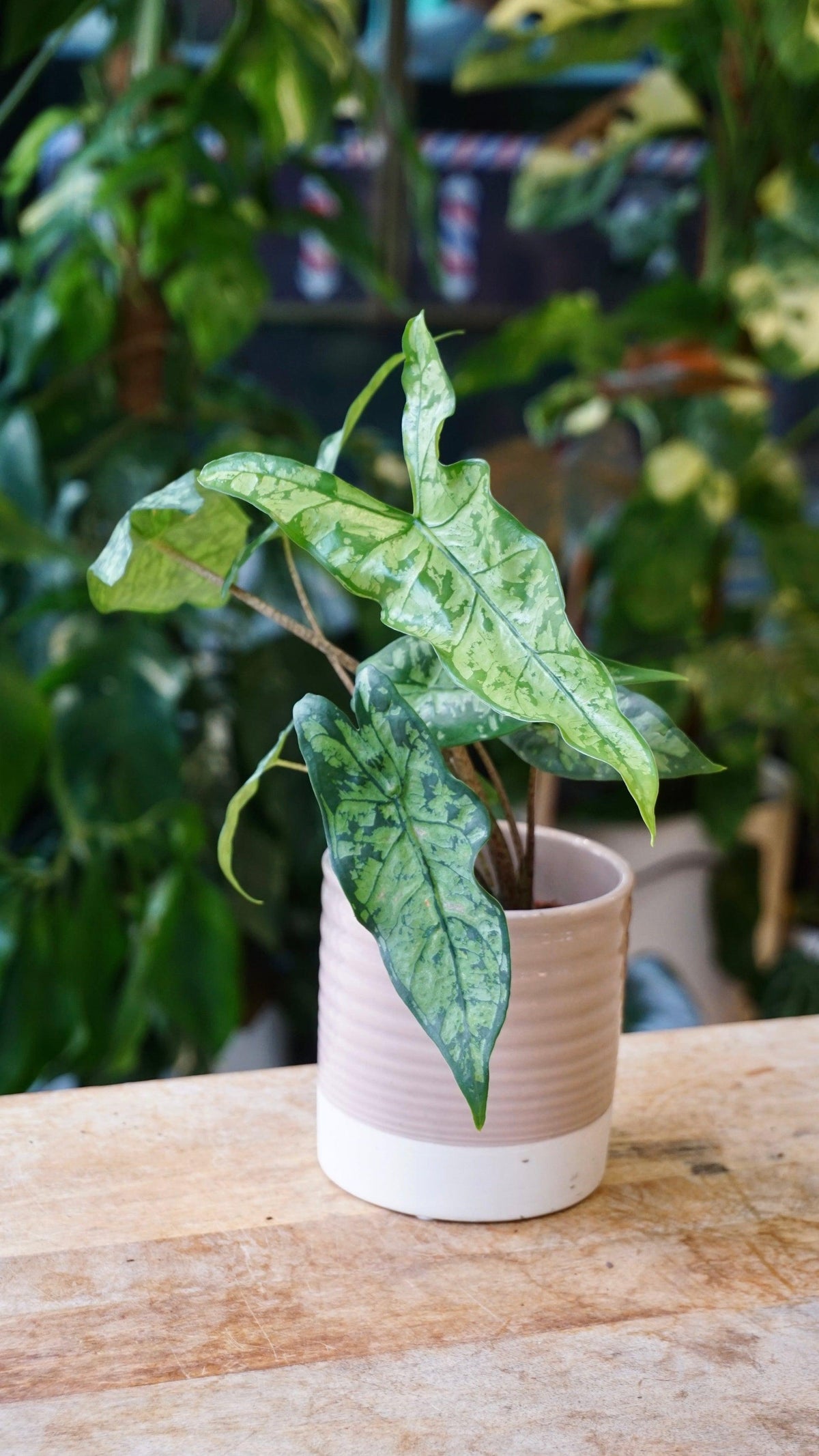 Alocasia 'shattered Glass' - View 20 from www redcrocus com
