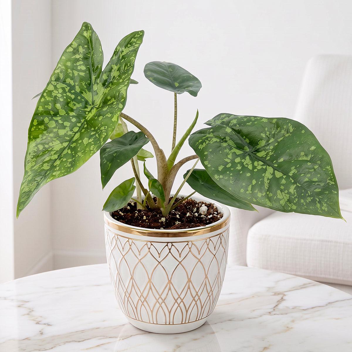 Alocasia 'shattered Glass' - View 22 from www redcrocus com
