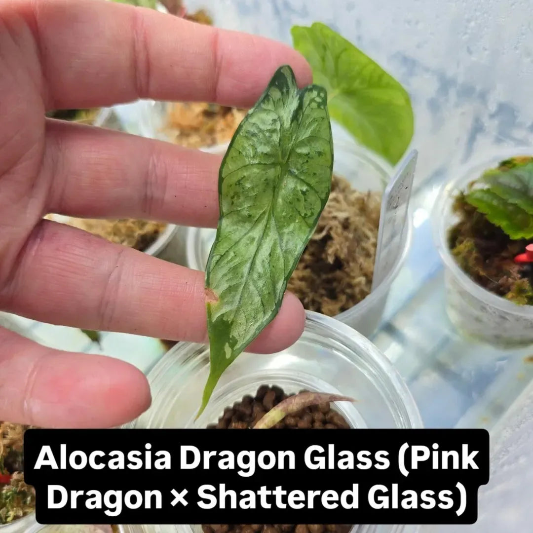 Alocasia 'shattered Glass' - View 23 from www redcrocus com