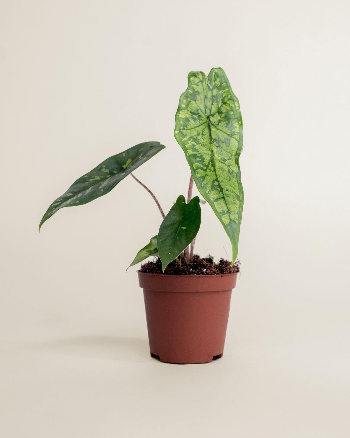 Alocasia 'shattered Glass' - View 25 from www redcrocus com