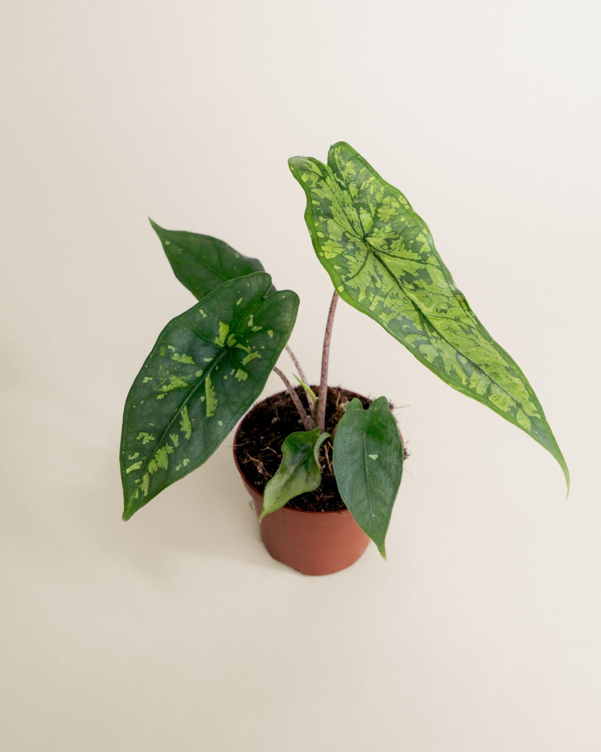 Alocasia 'shattered Glass' - View 26 from www redcrocus com