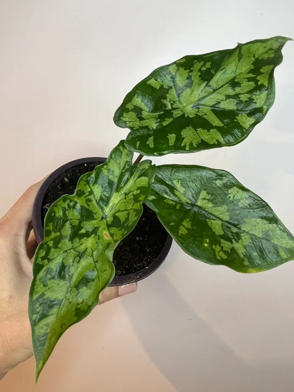 Alocasia 'shattered Glass' - View 4 from www redcrocus com