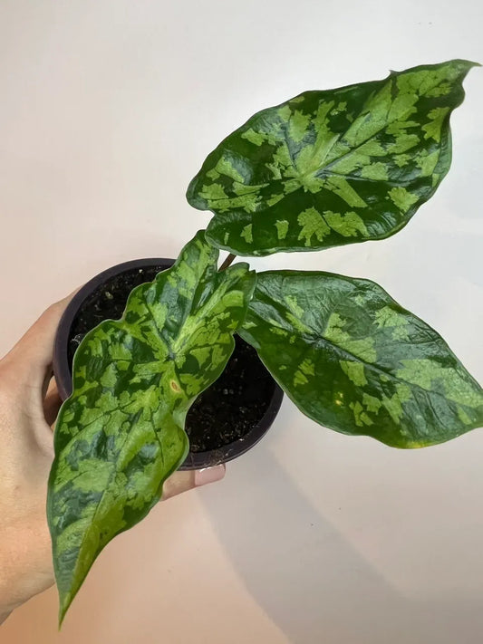 Alocasia 'shattered Glass' - View 4 from www redcrocus com