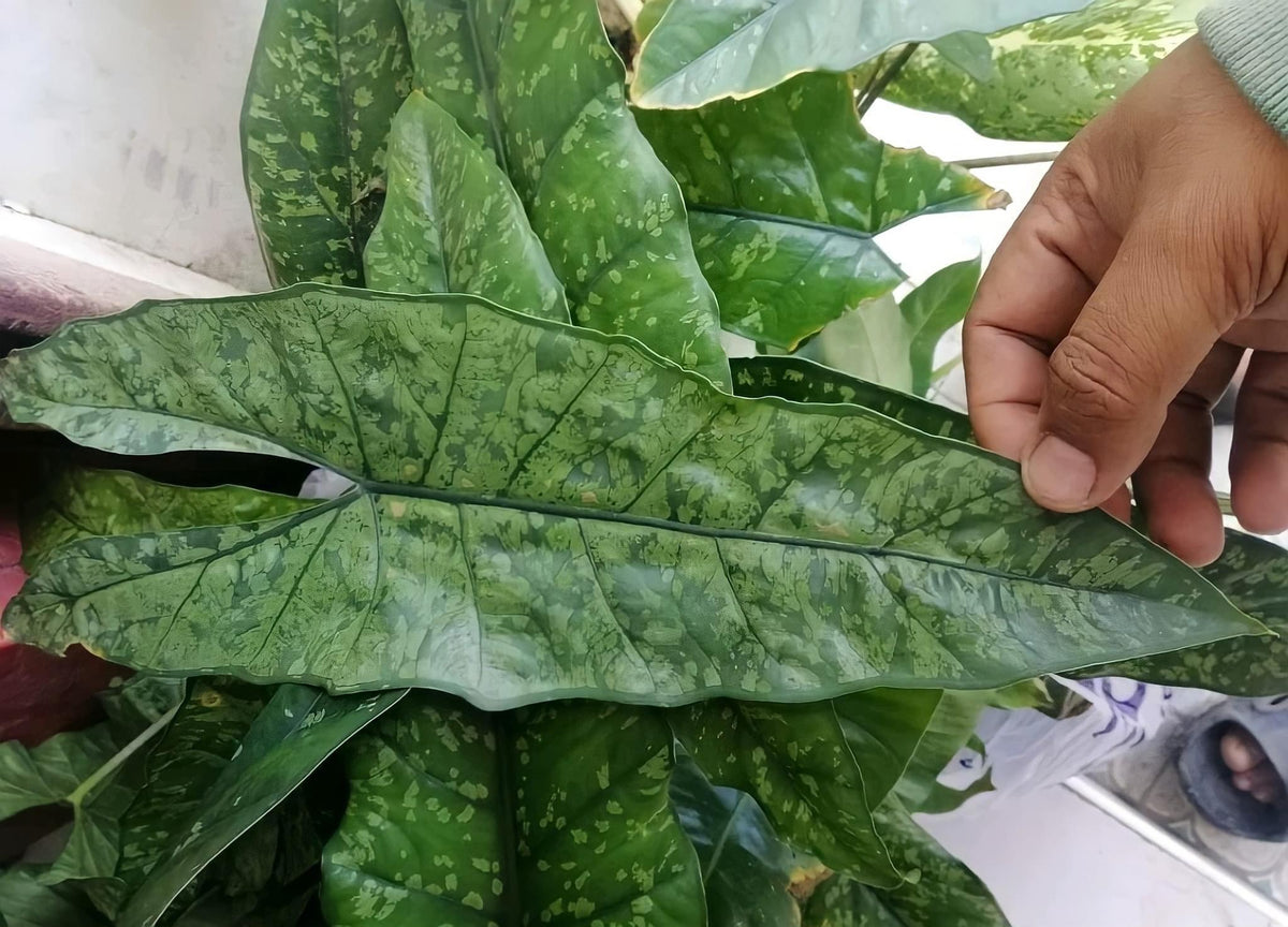 Alocasia 'shattered Glass' - View 5 from www redcrocus com