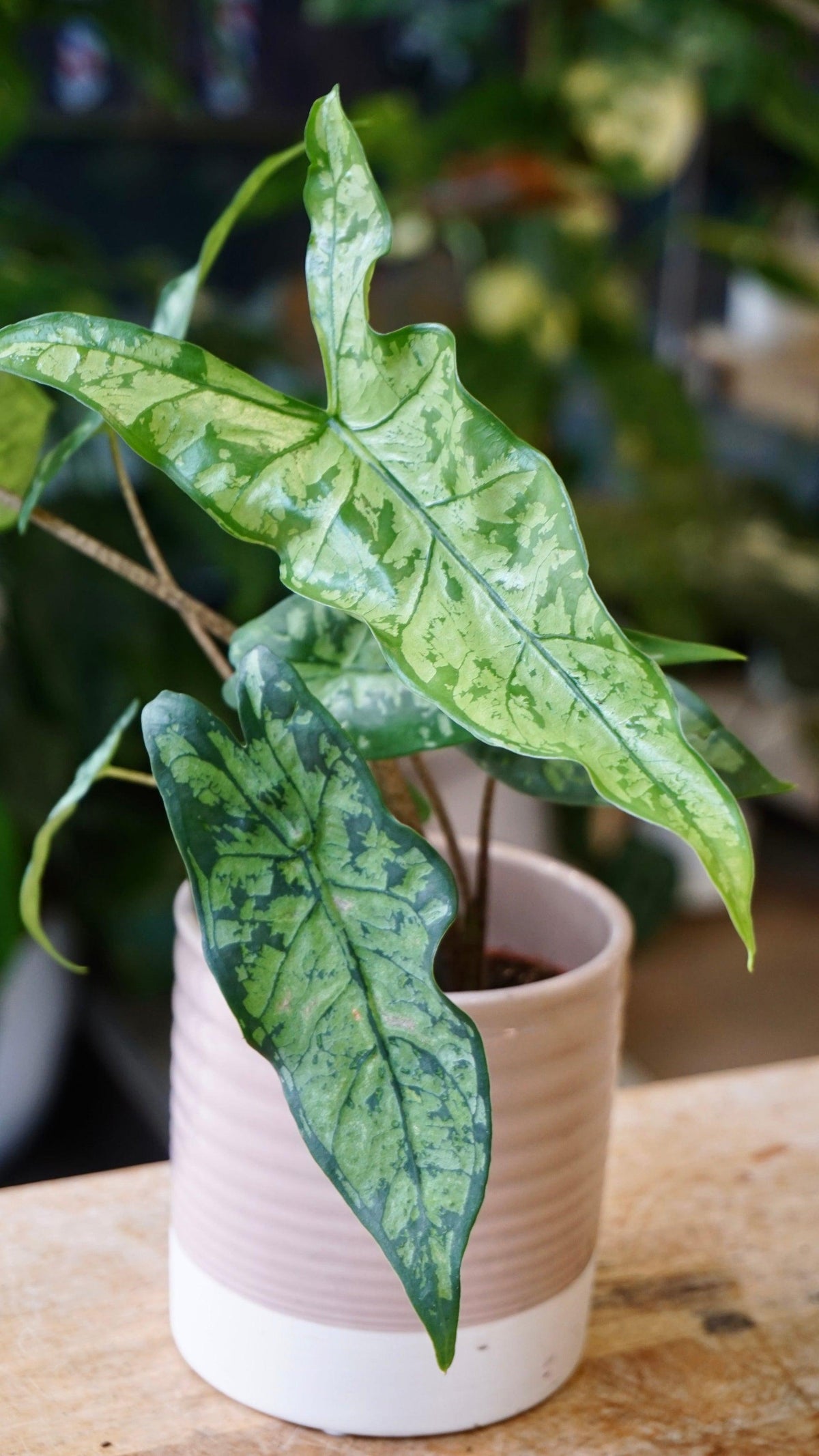 Alocasia 'shattered Glass' - View 9 from www redcrocus com
