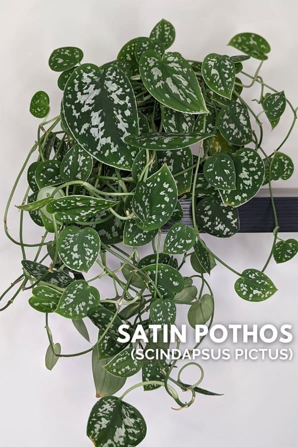 Scindapsus Pictus 'trebie' - View 8 from www redcrocus com