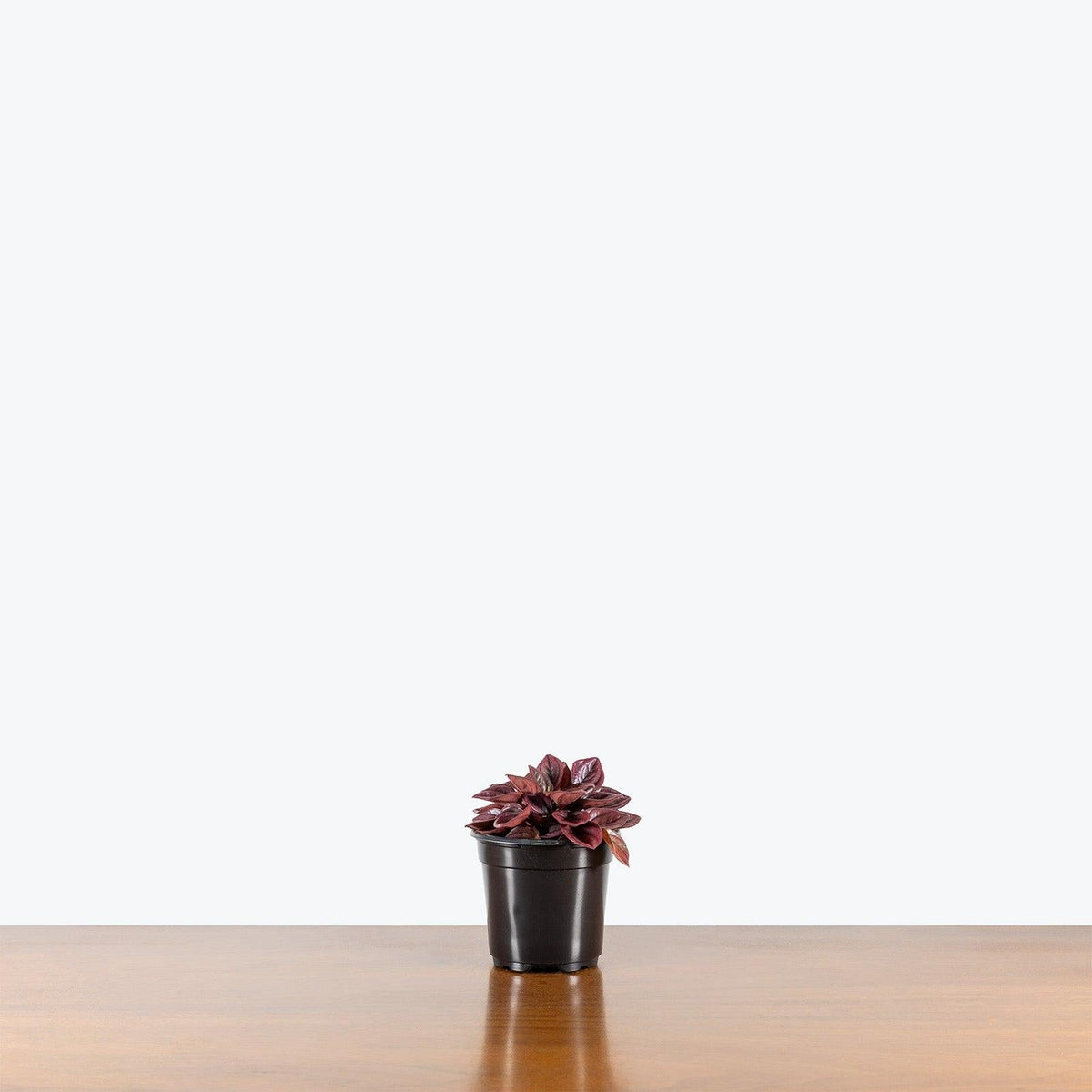 Peperomia Caperata 'cayenne' - View 10 from www redcrocus com