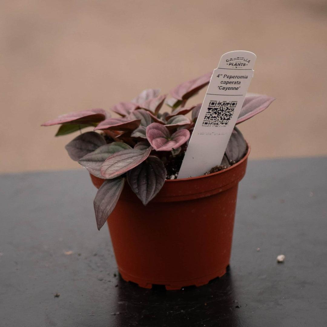 Peperomia Caperata 'cayenne' - View 12 from www redcrocus com
