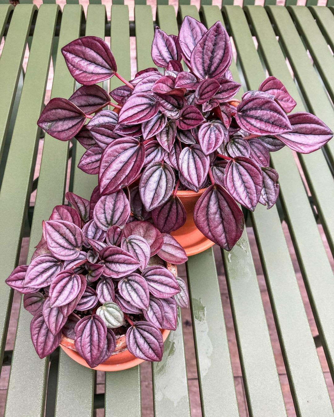 Peperomia Caperata 'cayenne' - View 13 from www redcrocus com