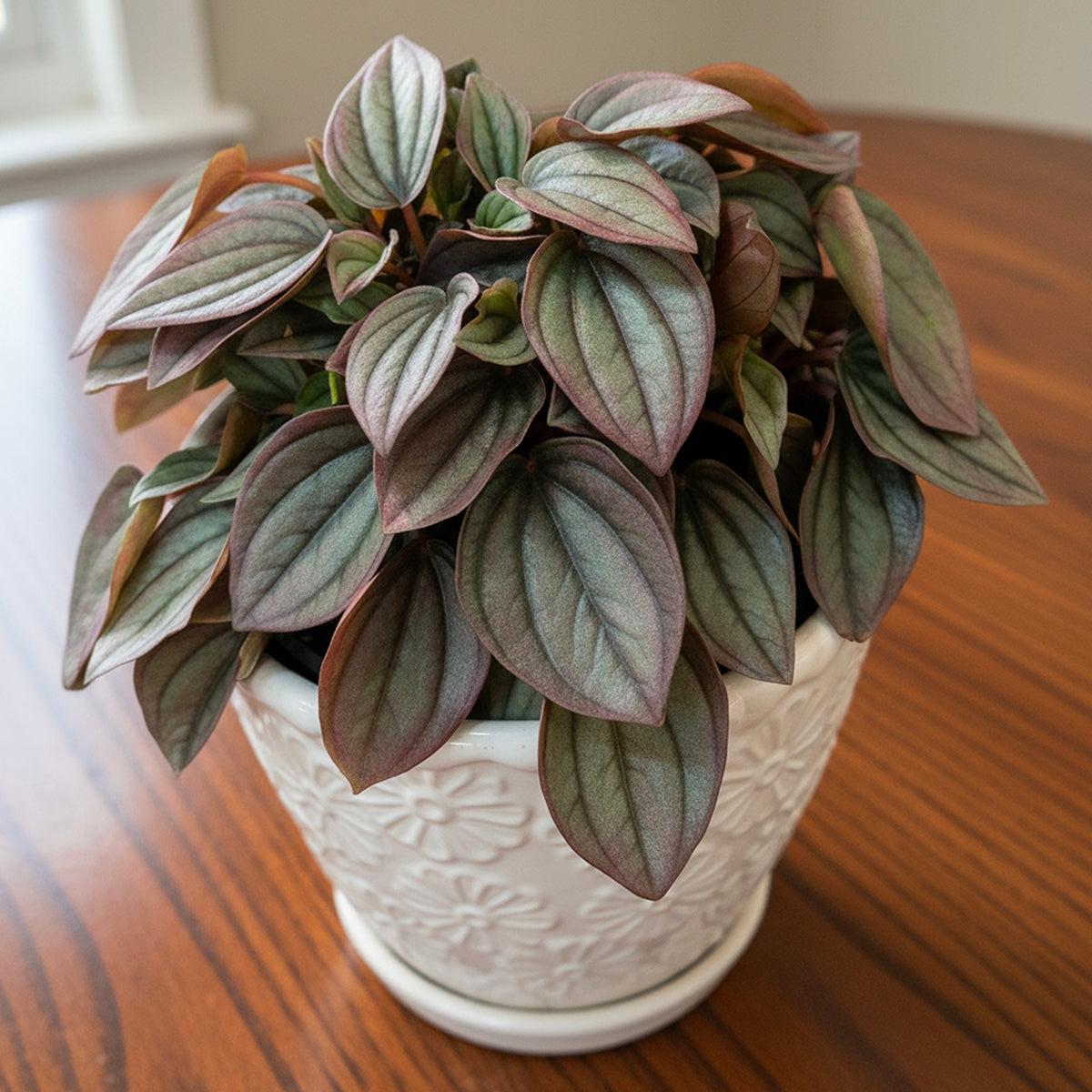 Peperomia Caperata 'cayenne' - View 14 from www redcrocus com