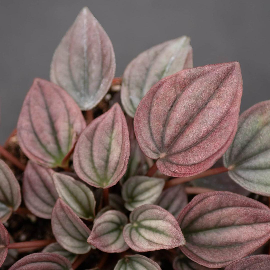 Peperomia Caperata 'cayenne' - View 15 from www redcrocus com