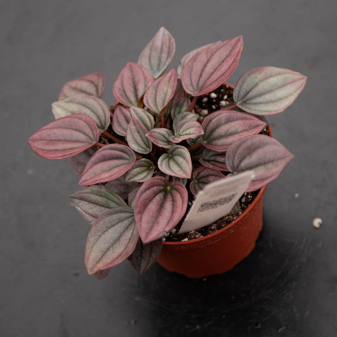 Peperomia Caperata 'cayenne' - View 16 from www redcrocus com