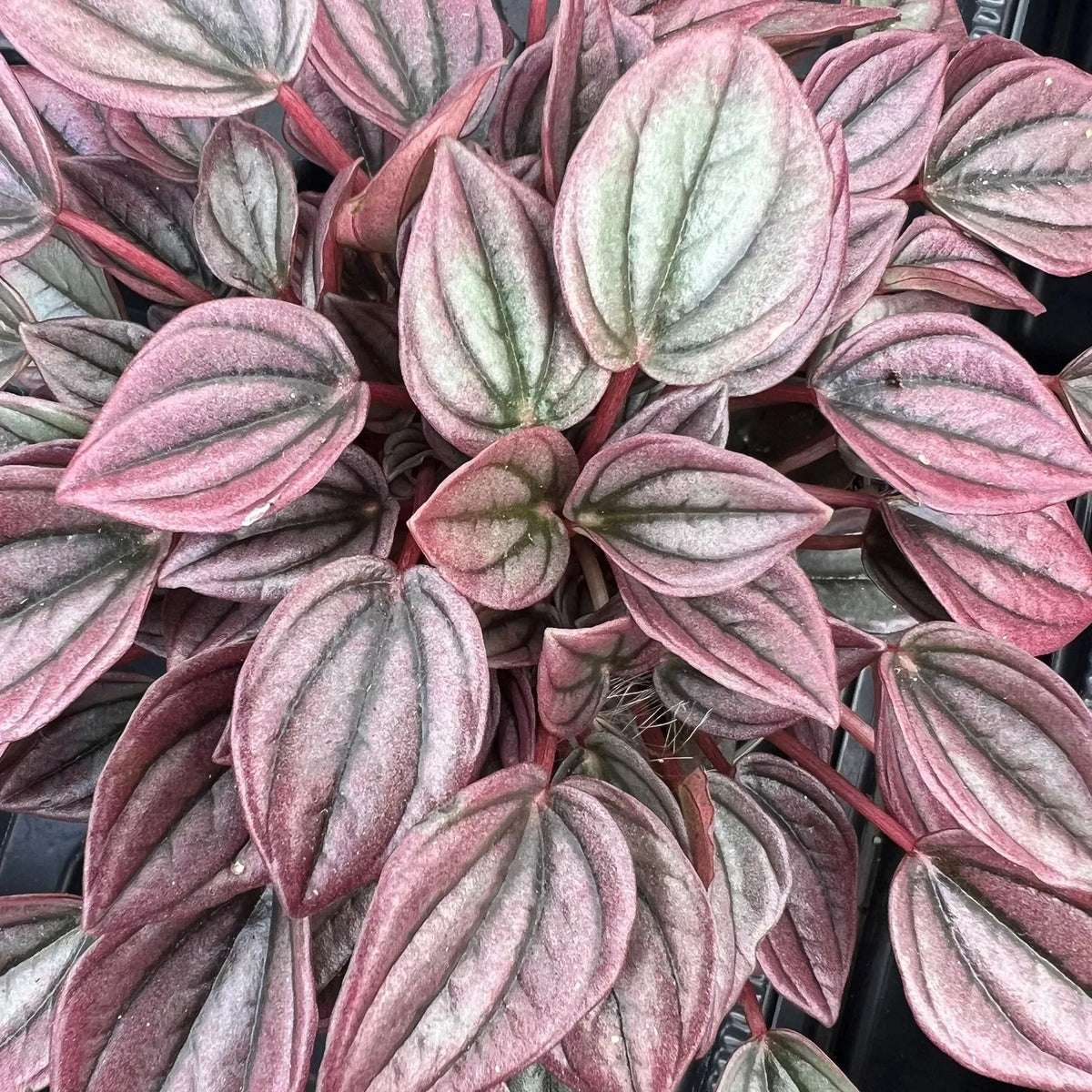 Peperomia Caperata 'cayenne' - View 17 from www redcrocus com