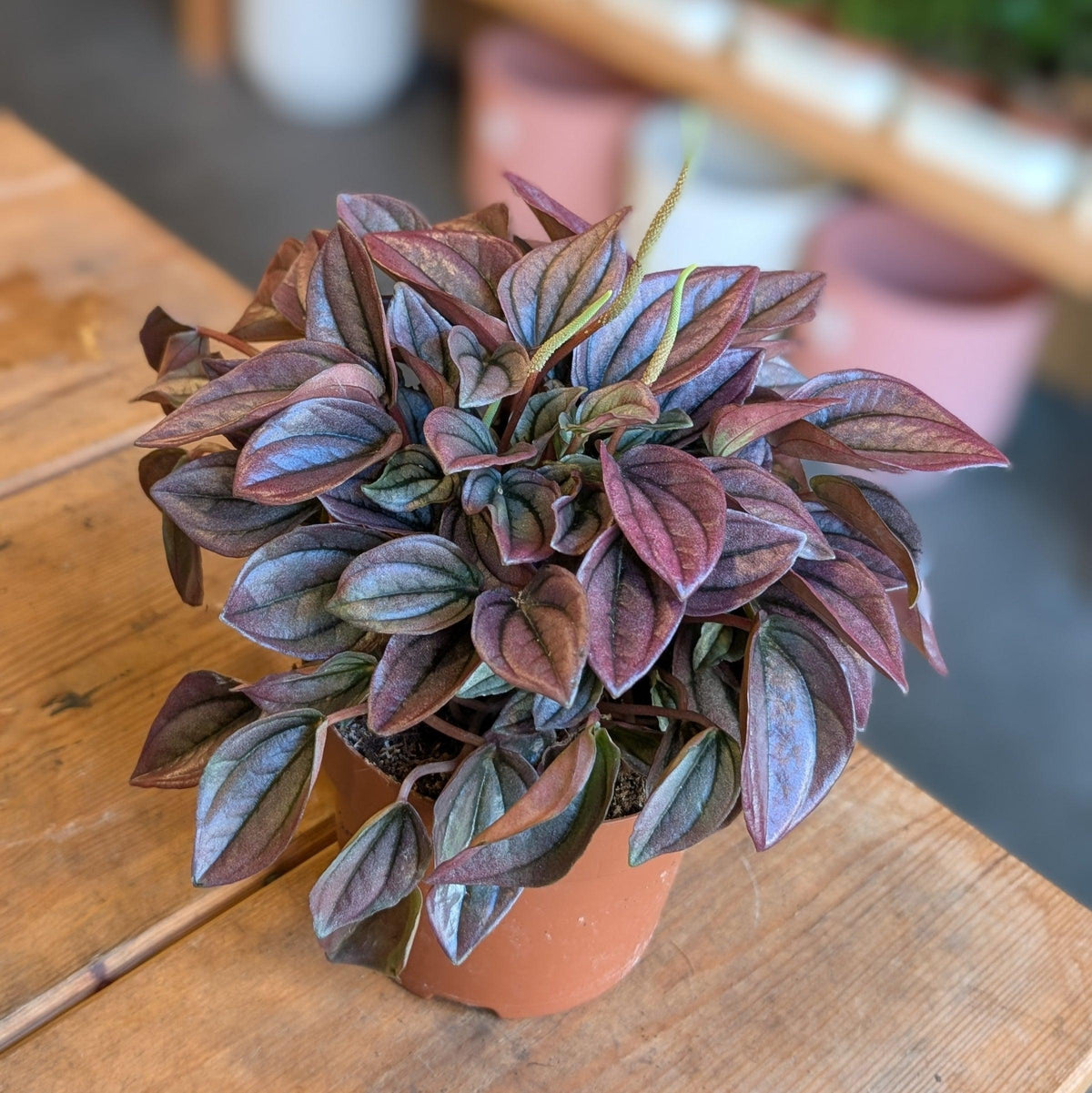 Peperomia Caperata 'cayenne' - View 19 from www redcrocus com