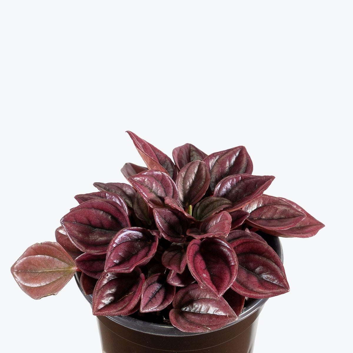 Peperomia Caperata 'cayenne' - View 20 from www redcrocus com