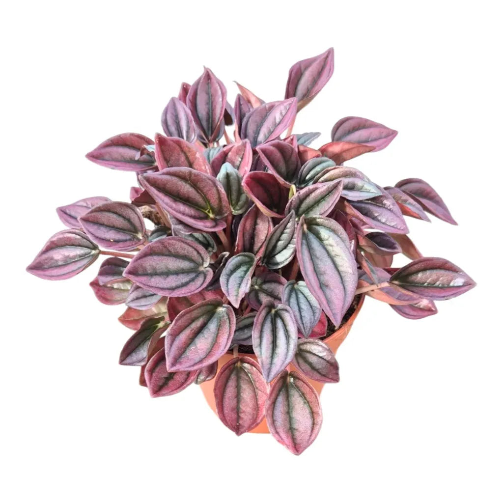 Peperomia Caperata 'cayenne' - View 22 from www redcrocus com